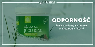 Odporność - jakie produkty są ważne w diecie psa i kota?