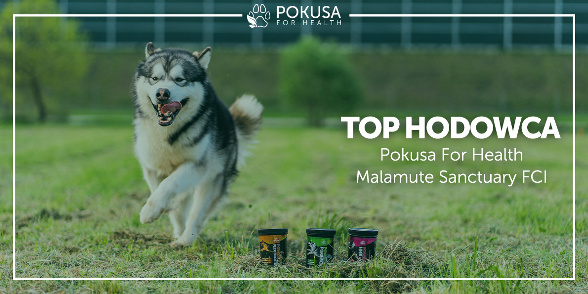 TOP HODOWCA Pokusa for Health - Malamute Sanctuary