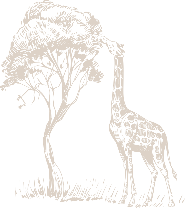 Baobab - charakterystyczne drzewo afrykańskie